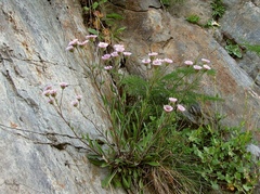 Erigeron alpinus