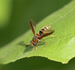 Hermetia comstocki