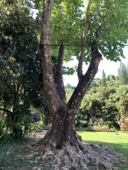 Gmelina