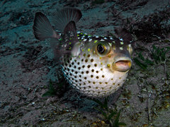Cyclichthys spilostylus