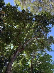 Gmelina