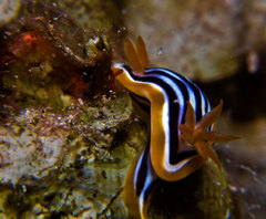Chromodoris quadricolor