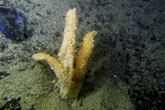 Alcyonium palmatum