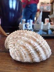 Acanthocardia echinata