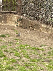 Sturnus vulgaris
