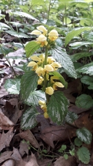 Lamium galeobdolon argentatum