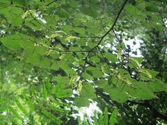 Tilia miqueliana