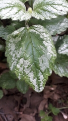 Lamium galeobdolon argentatum