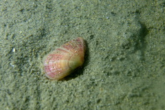 Moerella pulchella