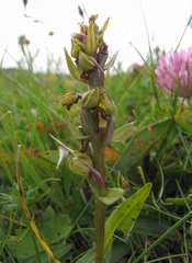 Dactylorhiza viridis