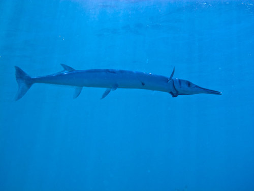 Houndfish, photo 3 of 9