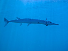 Houndfish photo 3