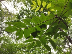 Toxicodendron vernicifluum