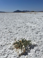 Nitrophila mohavensis