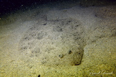 Scophthalmus rhombus