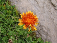 Crepis aurea