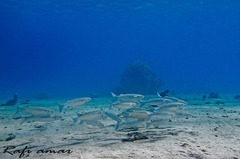 Crenimugil crenilabis