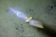 Alloteuthis media