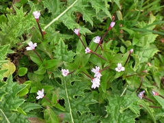 Epilobium alsinifolium