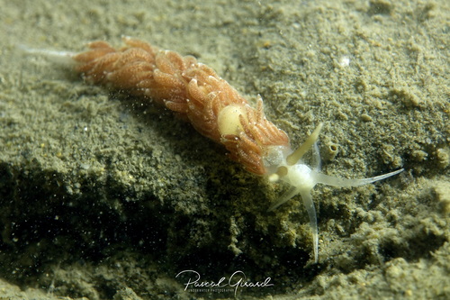 White Aeolis