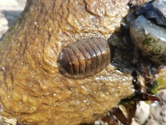 Ischnochiton hakodadensis