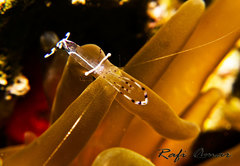 Ancylomenes longicarpus