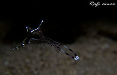 Ancylomenes longicarpus