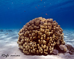 Porites nodifera