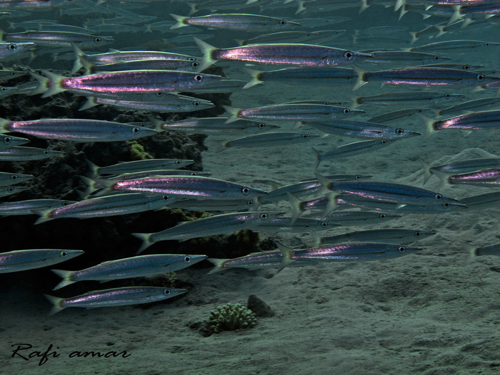 Barracudas (Sphyraena flavicauda) — Sphyraenidae