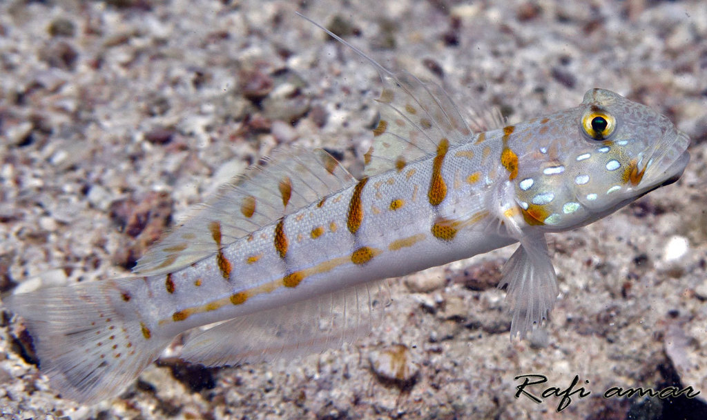 Schliewen's Sleeper Goby