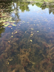 Potamogeton natans