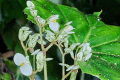 Begonia plebeja