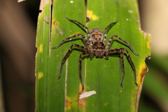 Heteropoda procera