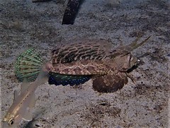 Dactylopus dactylopus