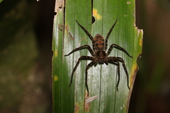 Heteropoda procera
