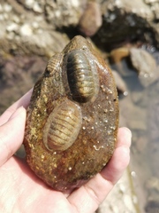 Ischnochiton hakodadensis
