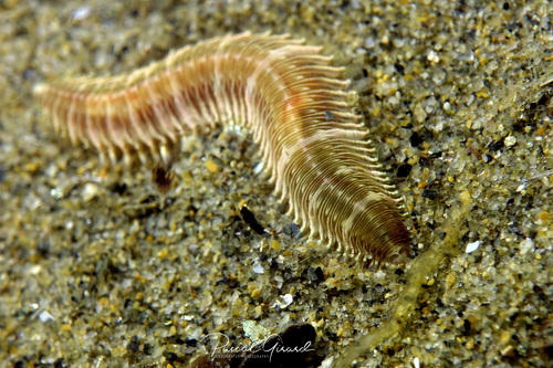 Neonworm, photo 3 of 10