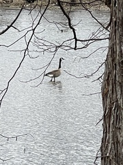 Branta canadensis