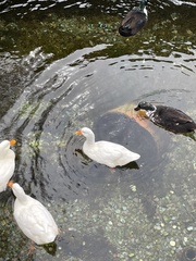 Anas platyrhynchos domesticus