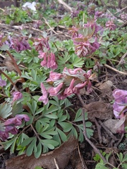 Corydalis solida
