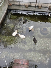 Anas platyrhynchos domesticus