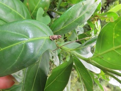 Kraussia floribunda