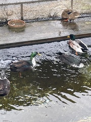 Anas platyrhynchos domesticus