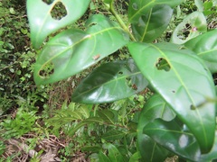 Kraussia floribunda