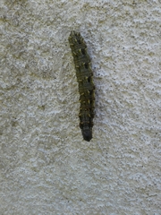 Vanessa atalanta atalanta