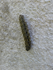 Vanessa atalanta atalanta