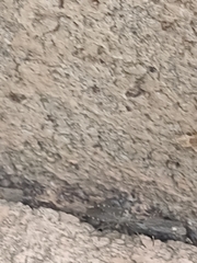 Dicranocephalus agilis