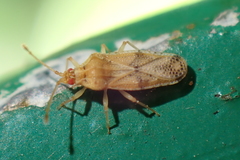 Trachypeplus chinensis