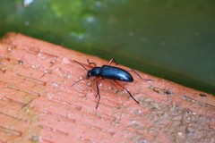 Strongylium erythrocephalum