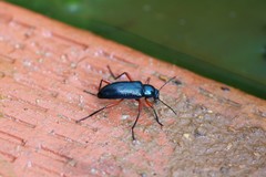 Strongylium erythrocephalum